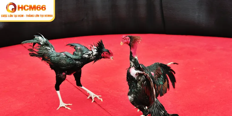 da ga thomo truc tiep