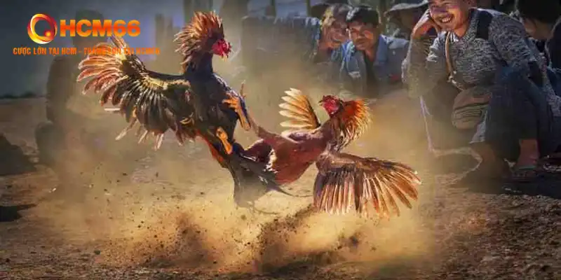 Đá Gà Ăn Tiền Campuchia: Giải Đá Gà Chuyên Nghiệp Đặc Sắc 3 Các quy định về luật chơi đá gà ăn tiền