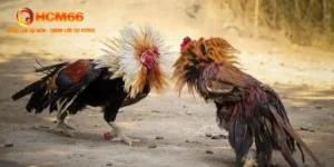 Đá Gà Ăn Tiền Campuchia