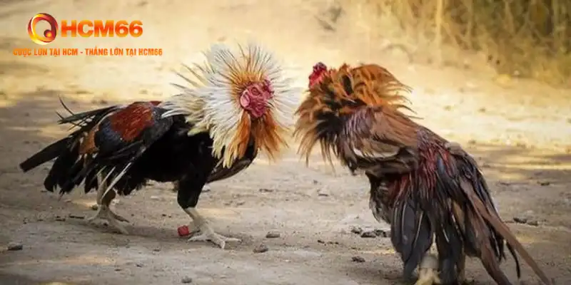 Đá Gà Ăn Tiền Campuchia: Giải Đá Gà Chuyên Nghiệp Đặc Sắc 1 Đá Gà Ăn Tiền Campuchia