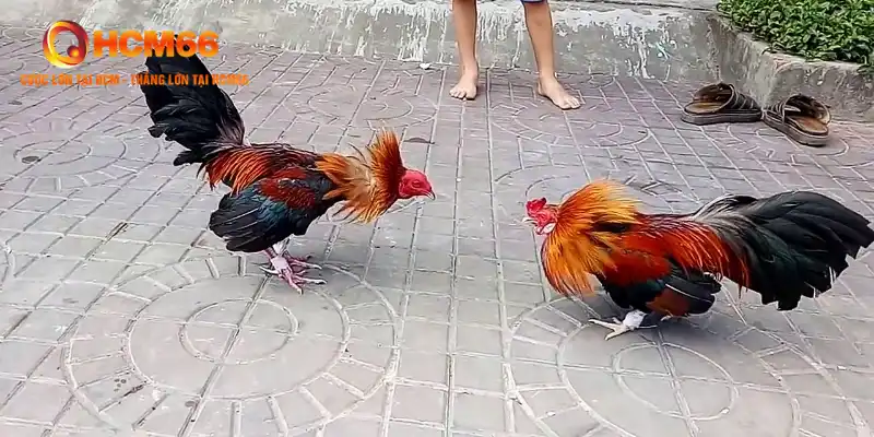 Đá gà tre – Tinh hoa nghệ thuật đấu trường 3 Luật chơi đá gà tre cơ bản cần nắm rõ trước khi tham gia cược