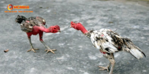 Gà Nòi Đại Chiến