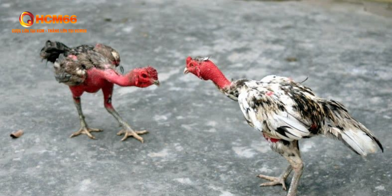 Gà Nòi Đại Chiến - Cuộc Đối Đầu Mãnh Liệt Tại HCM66 1 Gà Nòi Đại Chiến