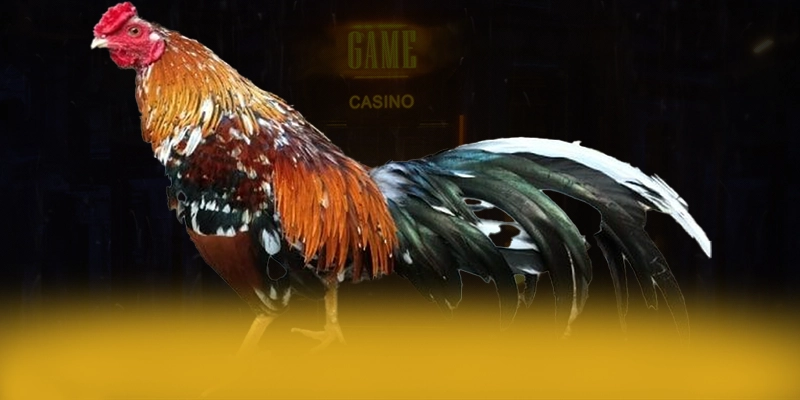 Vinbet - Tổng quan đánh giá với góc nhìn khách quan. Vinbet - Tổng quan đánh giá với góc nhìn khách quan.