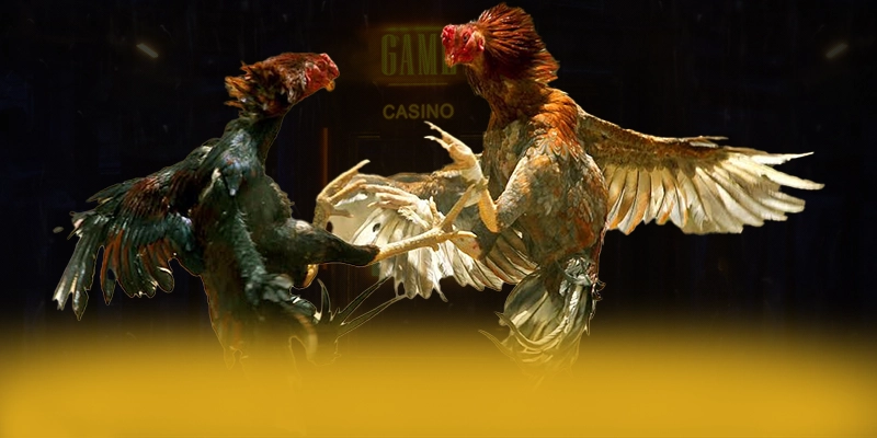 Kết luận Kết luận