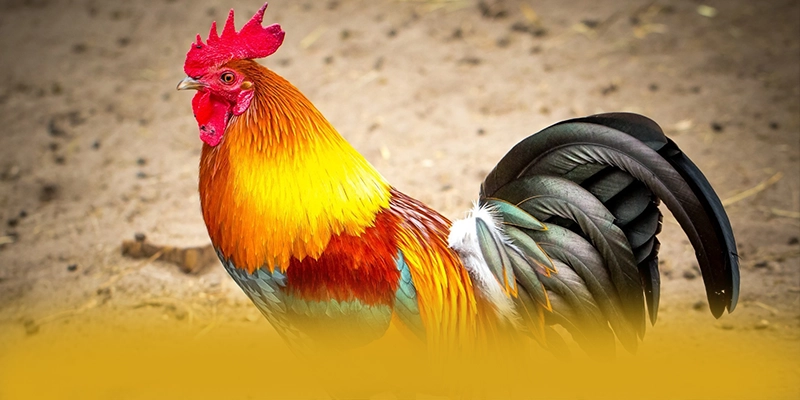 WIN79 - Thương hiệu game trực tuyến hào phóng được quan tâm nhất – Khám phá phần thưởng khủng từ WIN79