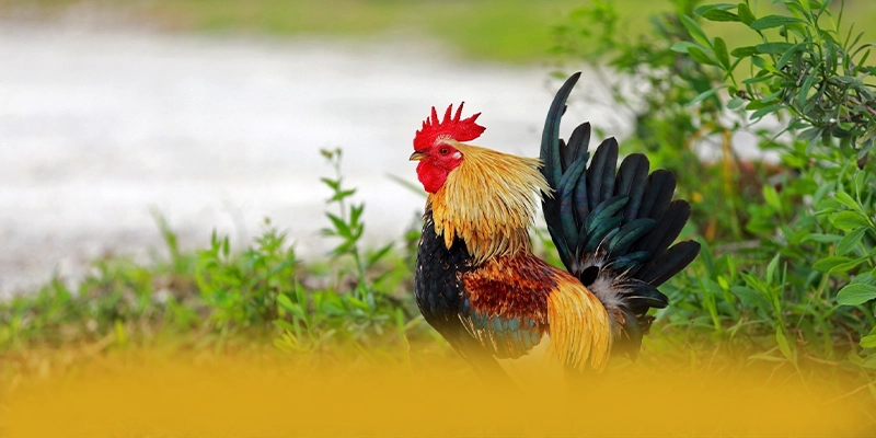 WIN79 - Trang game uy tín trên thị trường