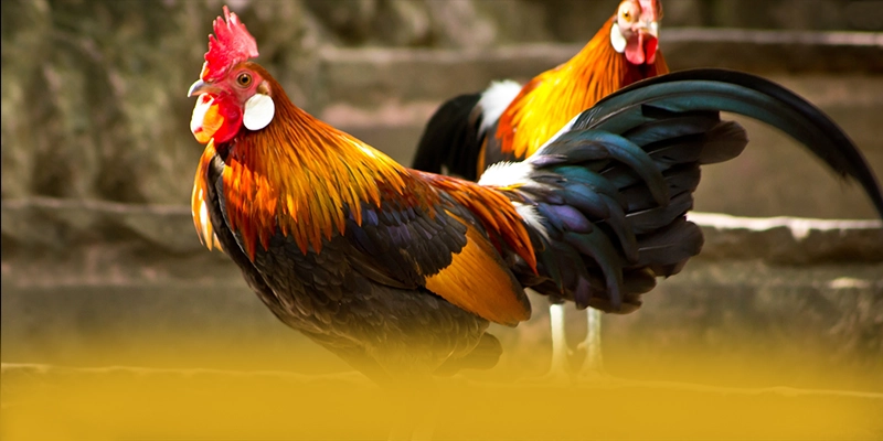 LC88 - Thương hiệu phổ biến hàng đầu đang làm mưa làm gió