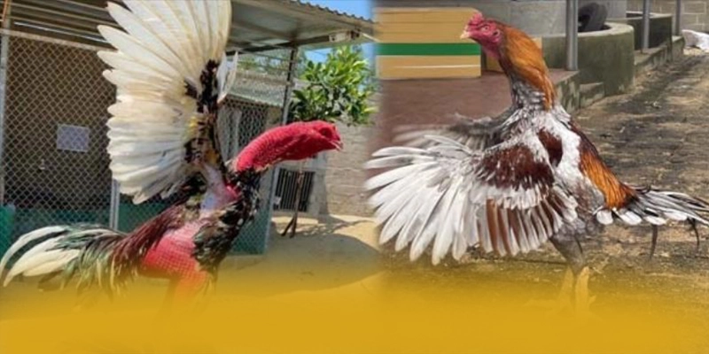 Đánh giá FAFA191 - Sảnh game uy tín số 1 được quan tâm
Đánh giá FAFA191 - Sảnh game uy tín số 1 được quan tâm