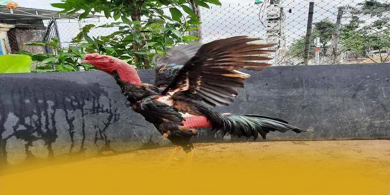 
Điểm nổi bật tại tỷ lệ kèo bóng đá - Cổng giải trí được tin dùng tại Việt Nam
