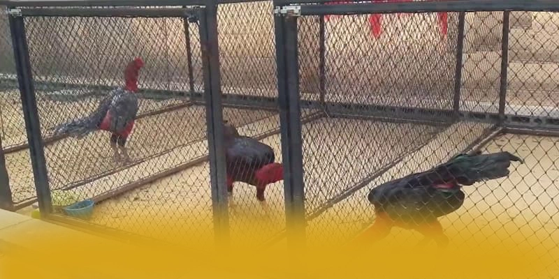 tỷ lệ kèo bóng đá - Cổng cá cược minh bạch được đánh giá cao – Khám phá tỷ lệ kèo bóng đá