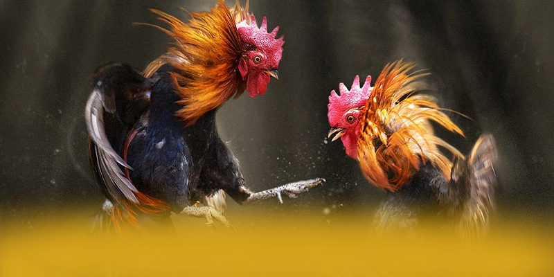 88VV – Sân chơi an toàn tuyệt đối, được giới cược thủ đánh giá cao.