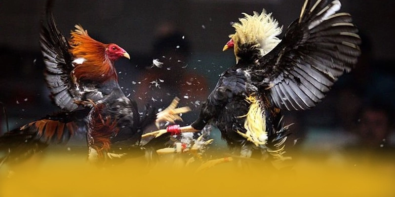 BL555 - Trang game đáng tin cậy 2025 – Khám phá cam kết an toàn của BL555 BL555 - Trang game đáng tin cậy 2025 – Khám phá cam kết an toàn của BL555