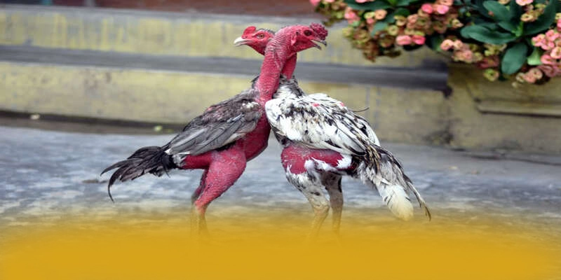 BL555 - Hệ thống trò chơi trực tuyến đang được quan tâm hàng đầu tại Việt Nam – Khám phá sản phẩm hấp dẫn của BL555 BL555 - Hệ thống trò chơi trực tuyến đang được quan tâm hàng đầu tại Việt Nam – Khám phá sản phẩm hấp dẫn của BL555